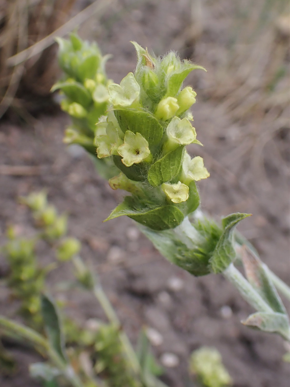 Sideritis syriaca (Griechischer Bergtee)