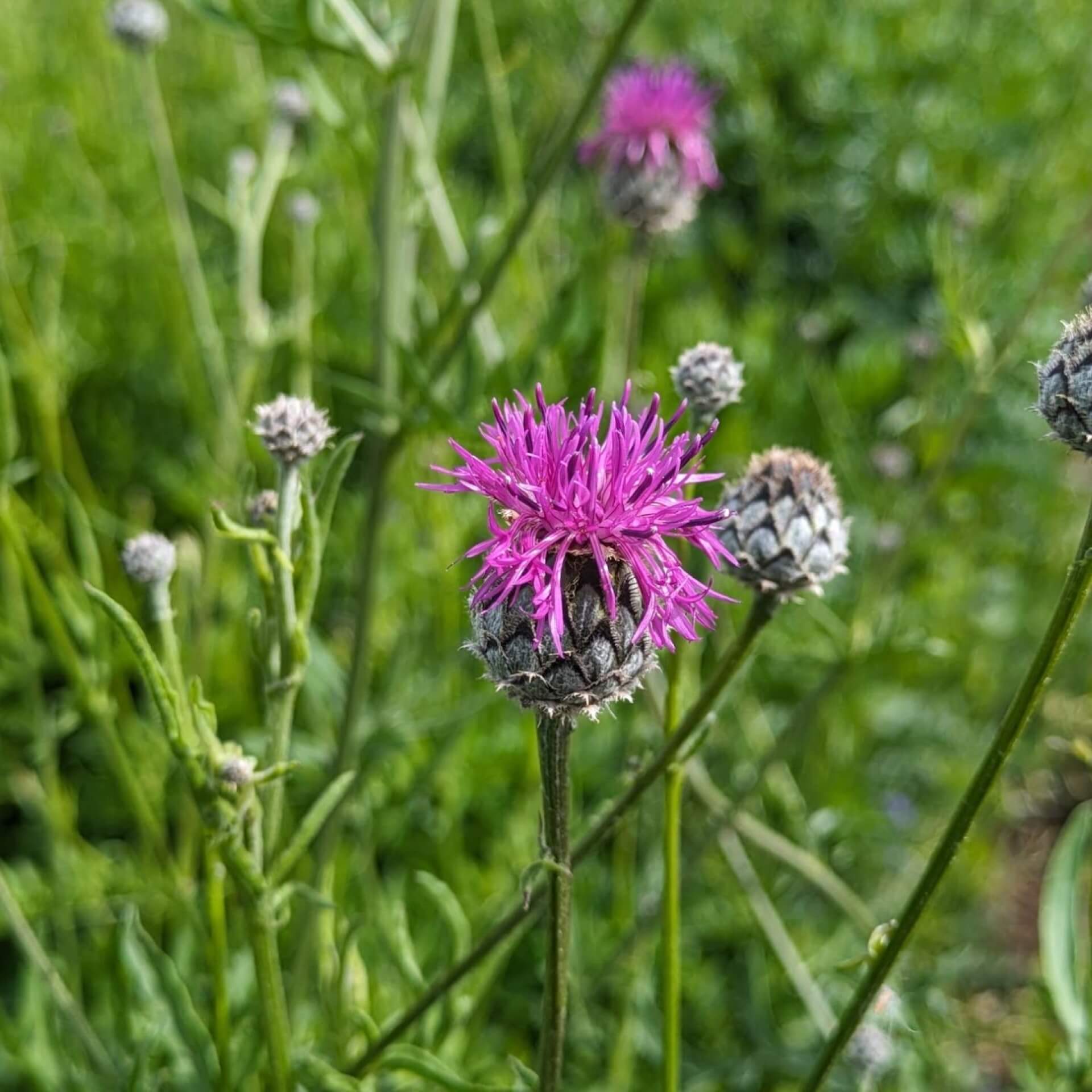 Skabiosen Flockenblume