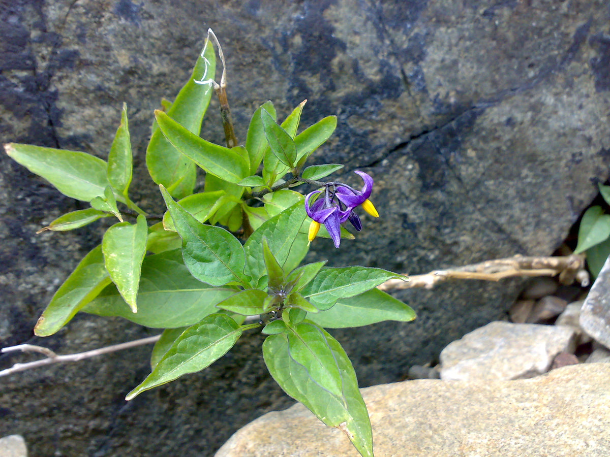 Solanum dulcamara (Bittersüßer Nachtschatten)