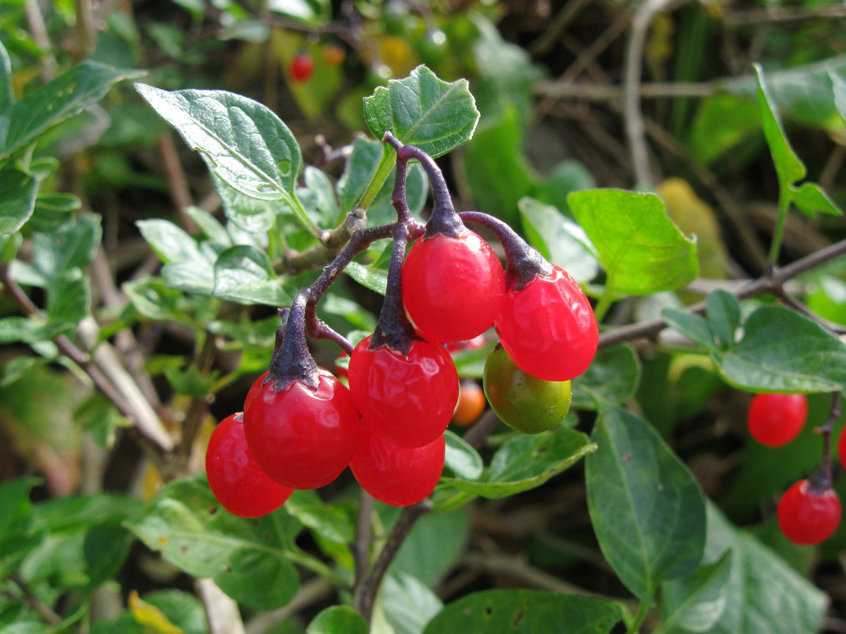 Solanum dulcamara (Bittersüßer Nachtschatten)