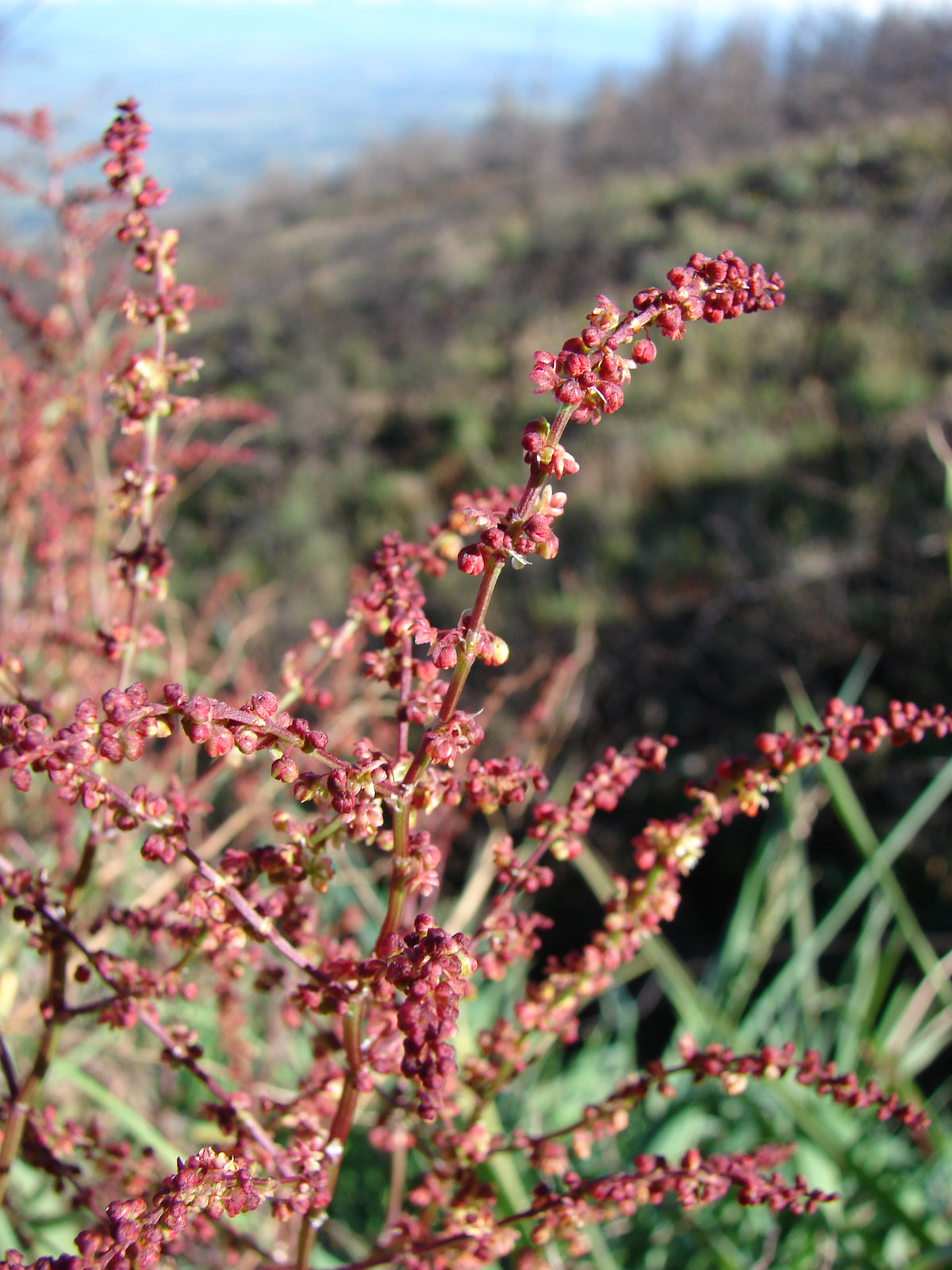 Rumex acetosella (Kleiner Sauerampfer)