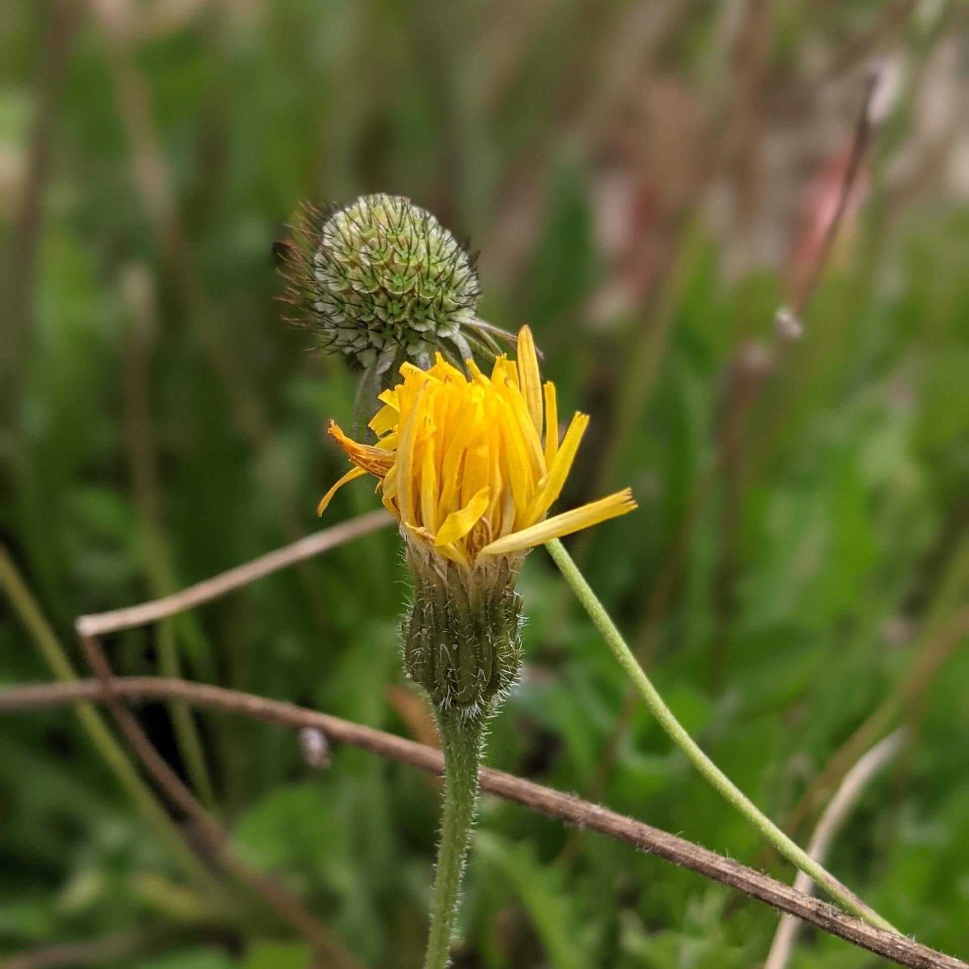 Steifhaariger Löwenzahn