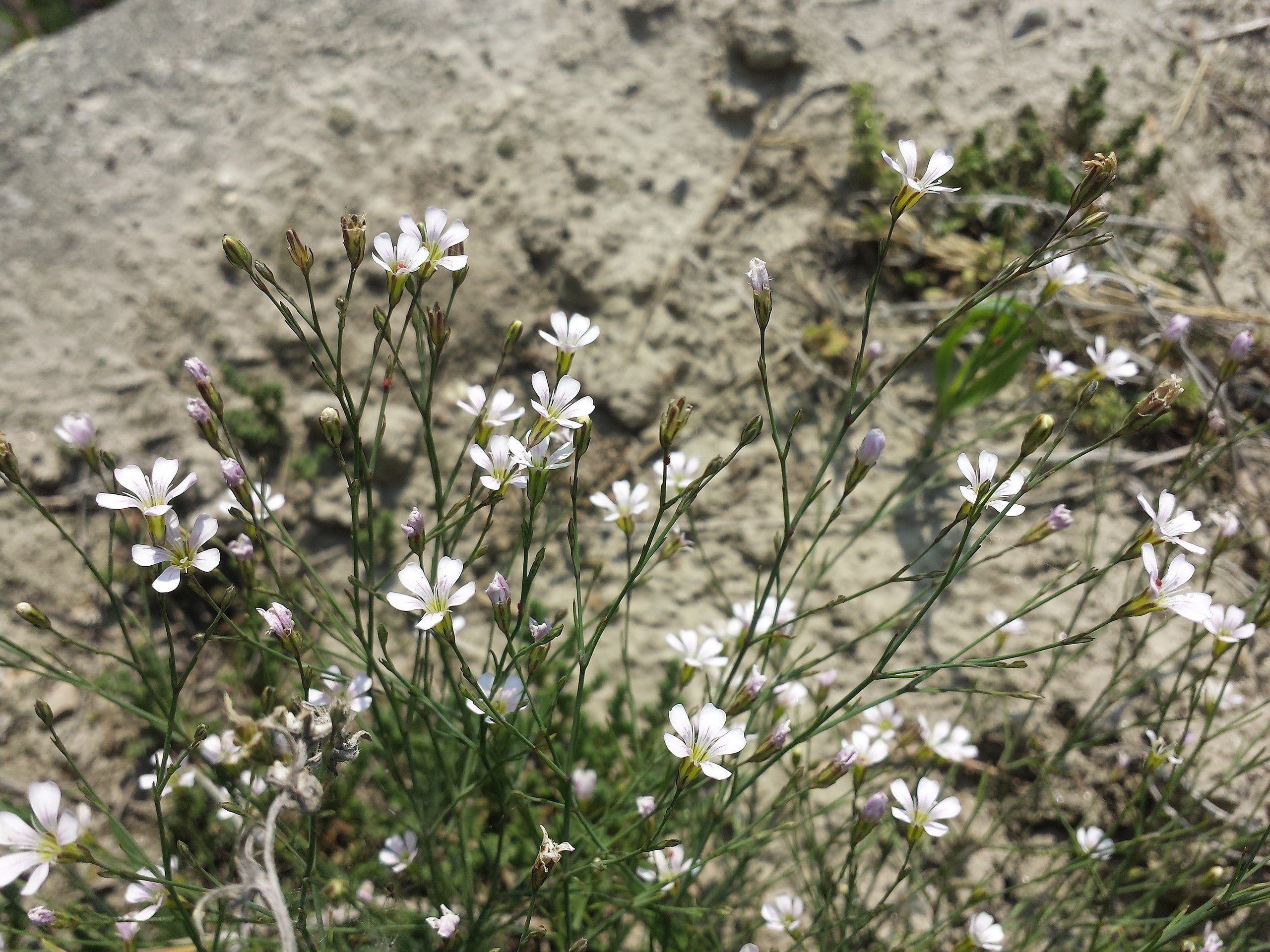 Steinbrechfelsennelke