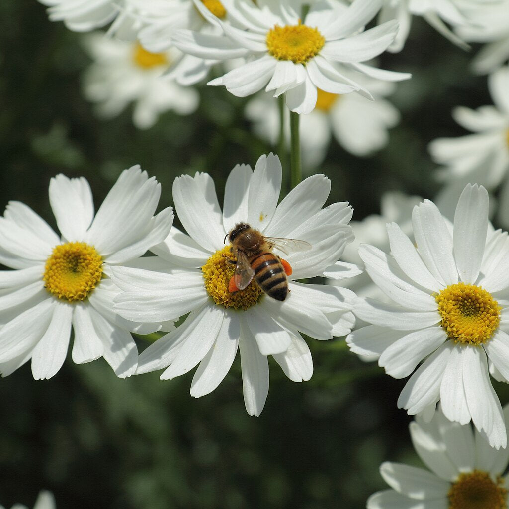 Straußblütige Magerite