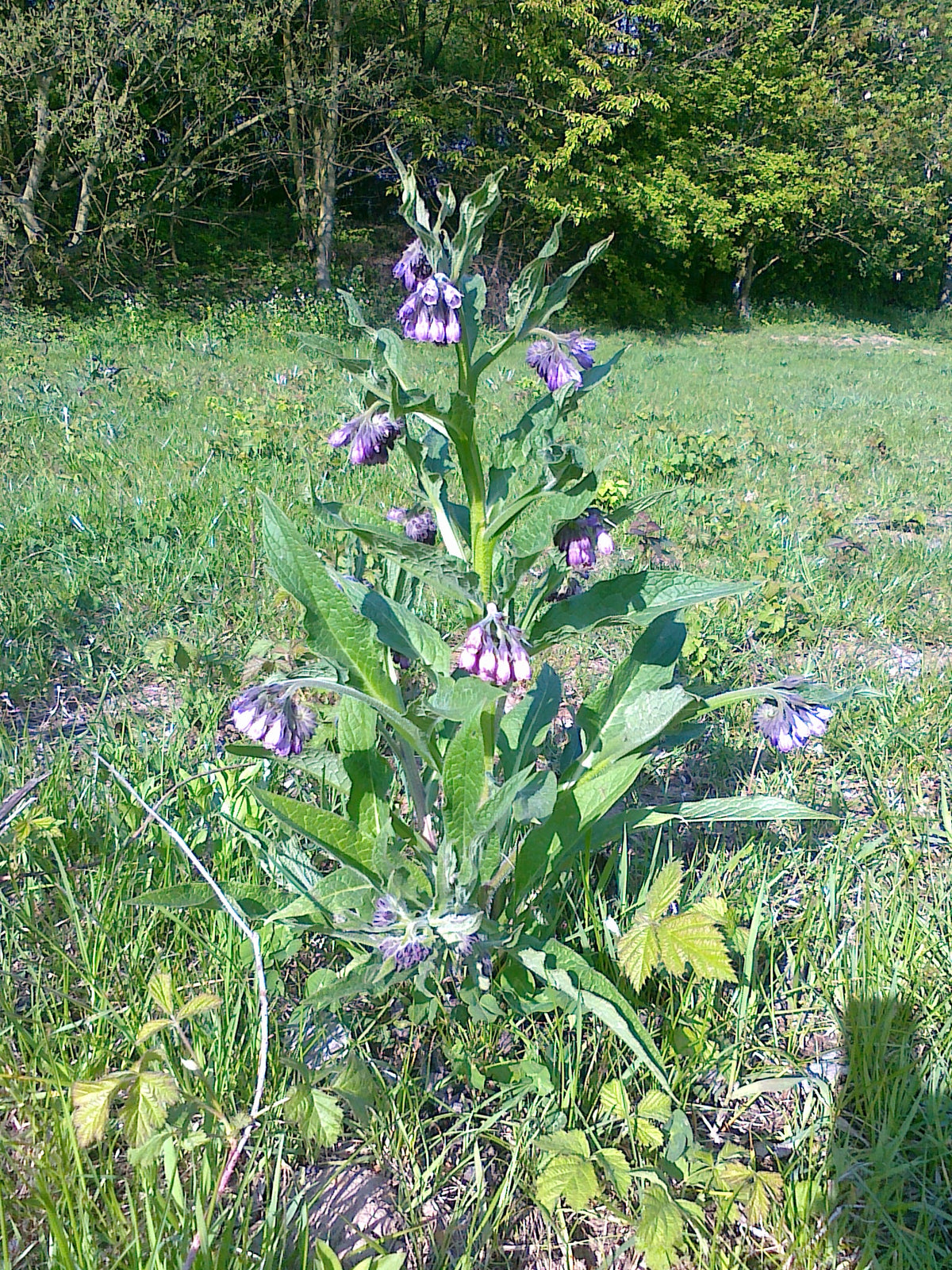 Symphytum officinale (Echter Beinwell)
