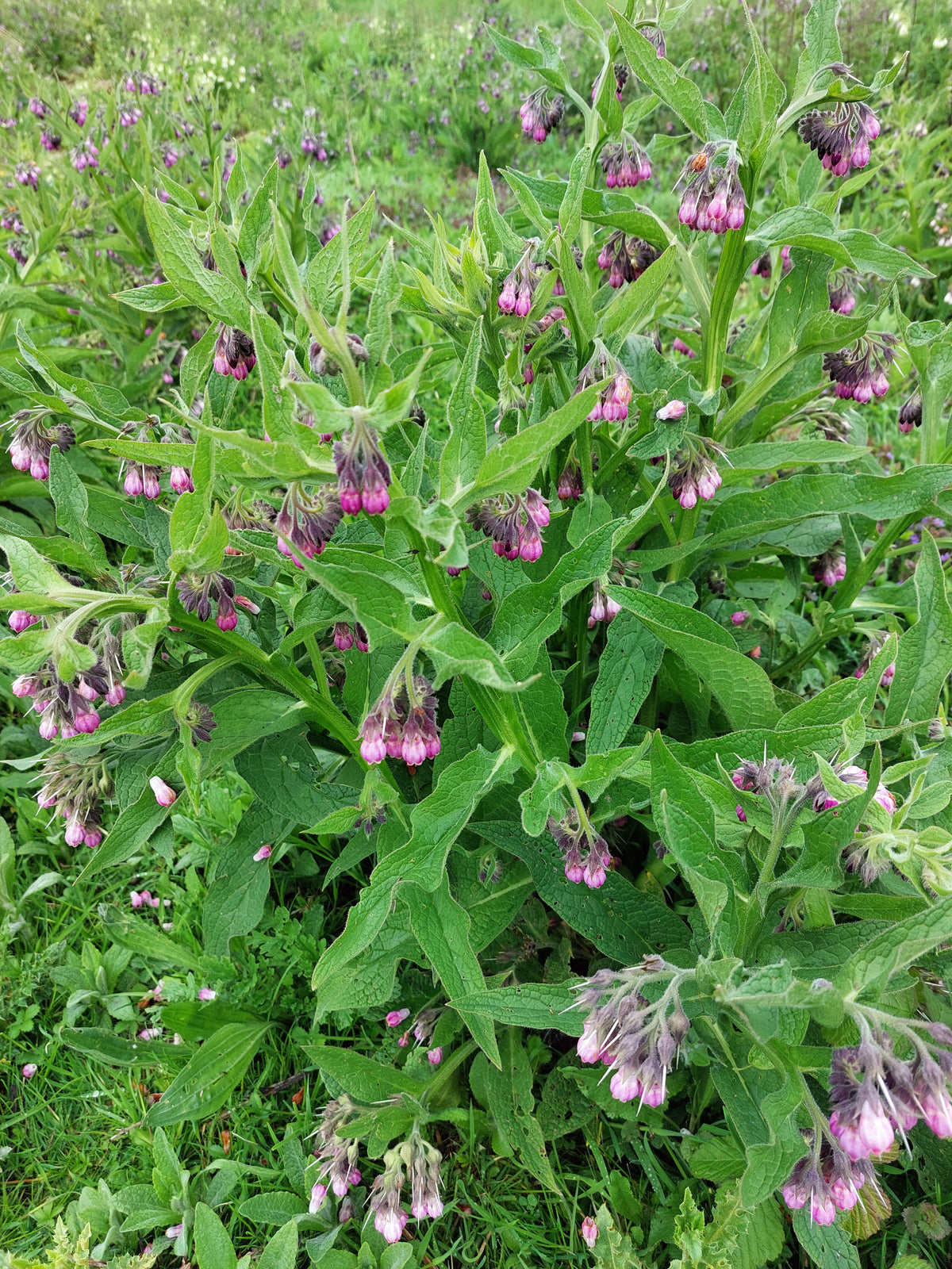 Symphytum officinale (Echter Beinwell)