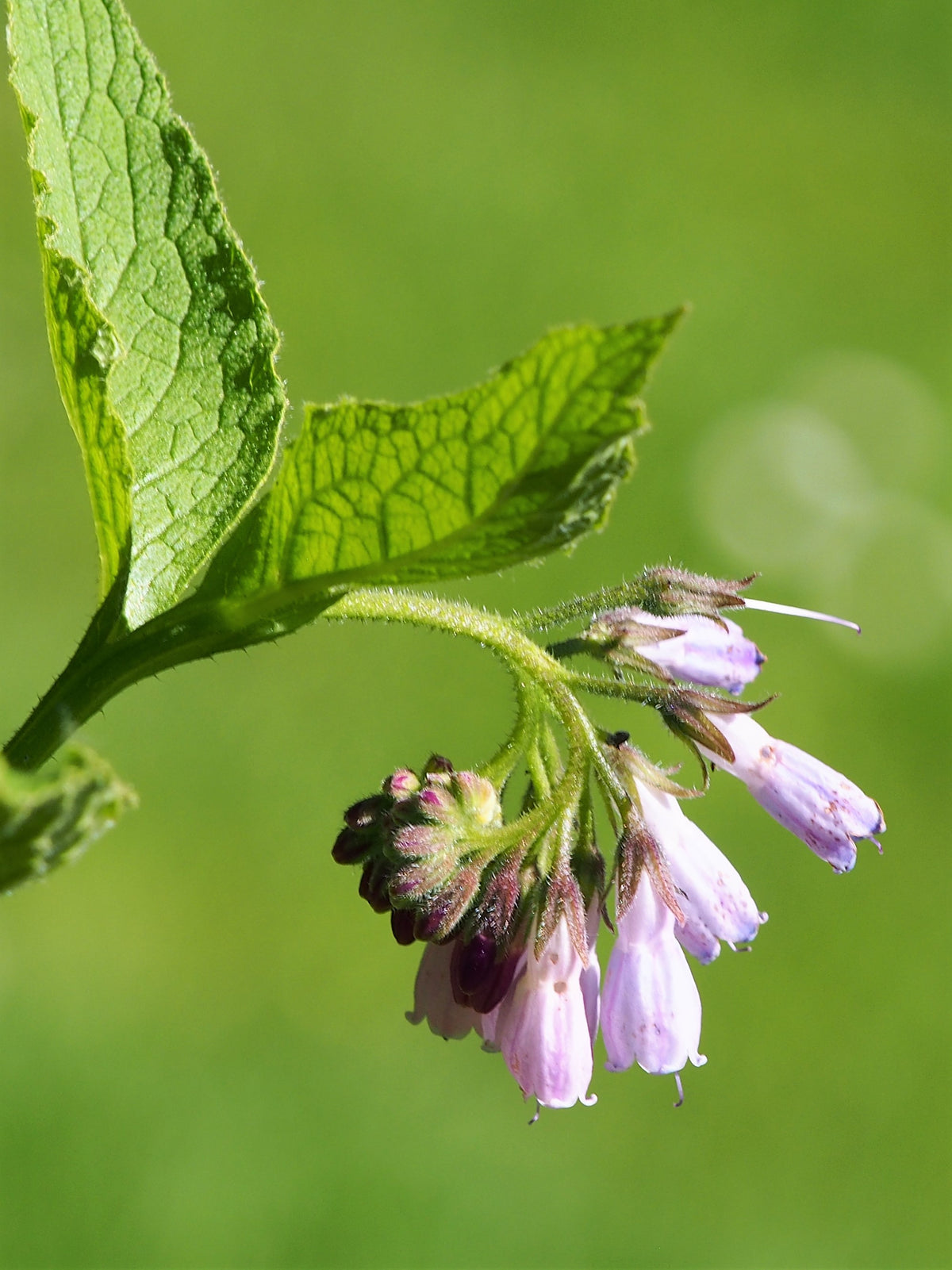 Symphytum officinale (Echter Beinwell)