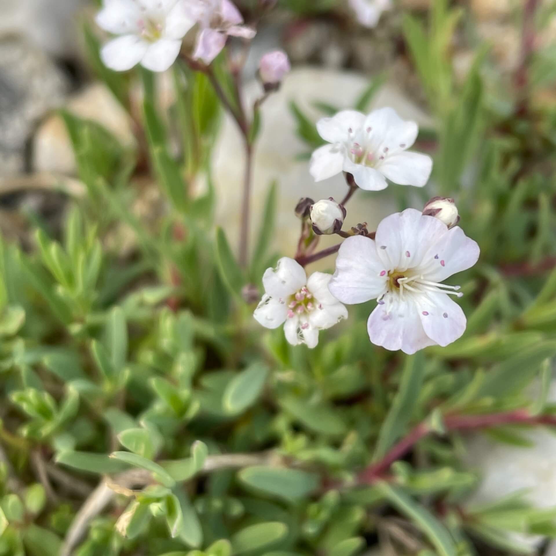 Teppich Schleierkraut