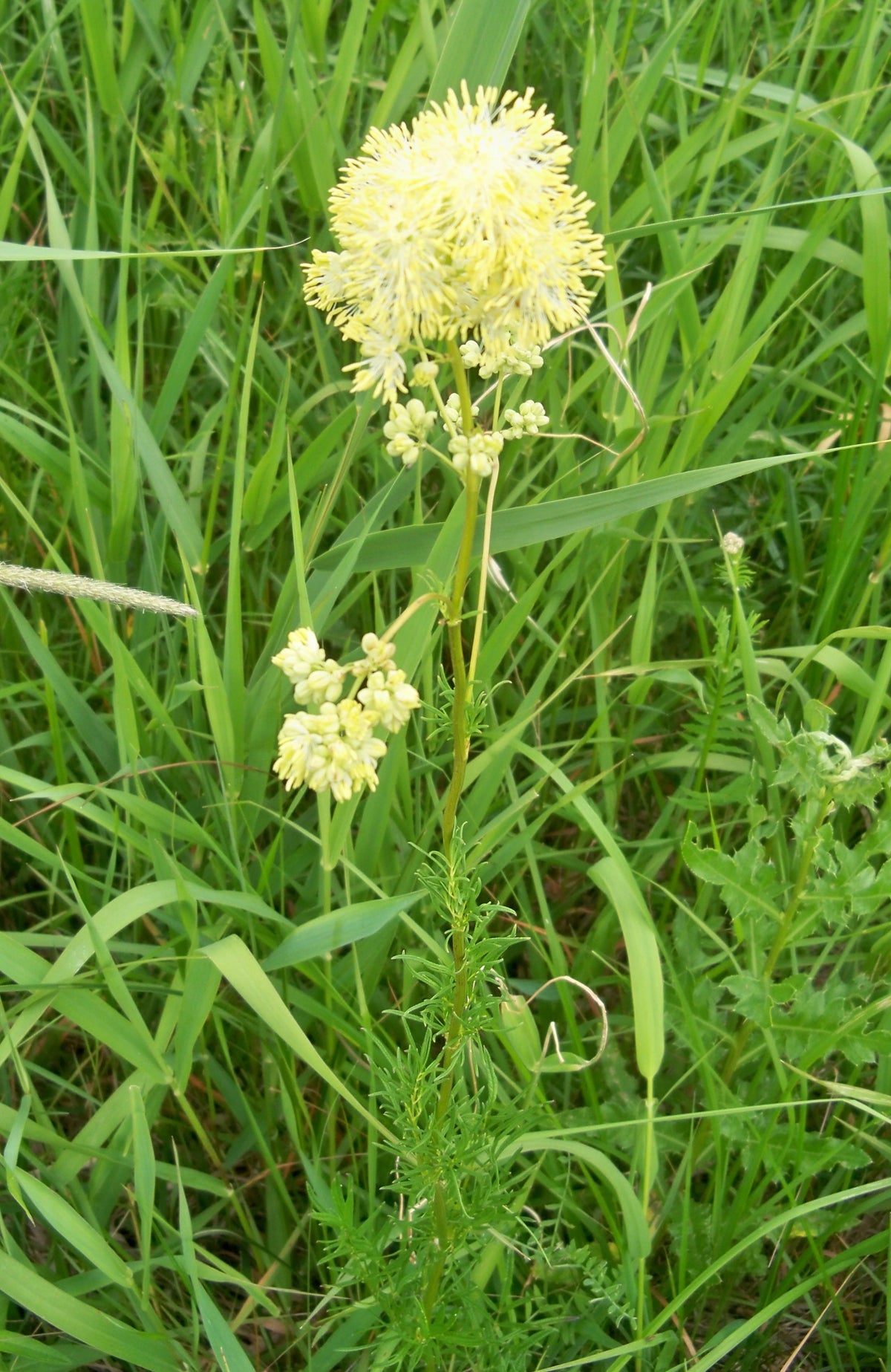 Thalictrum lucidum (Glanz-Wiesenraute)