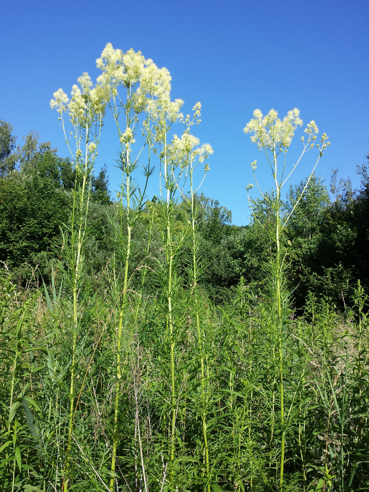 Thalictrum lucidum (Glanz-Wiesenraute)