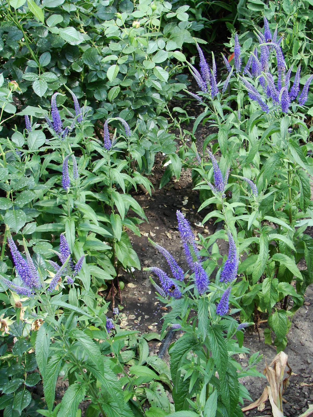 Veronica longifolia (Langblättriger Ehrenpreis)