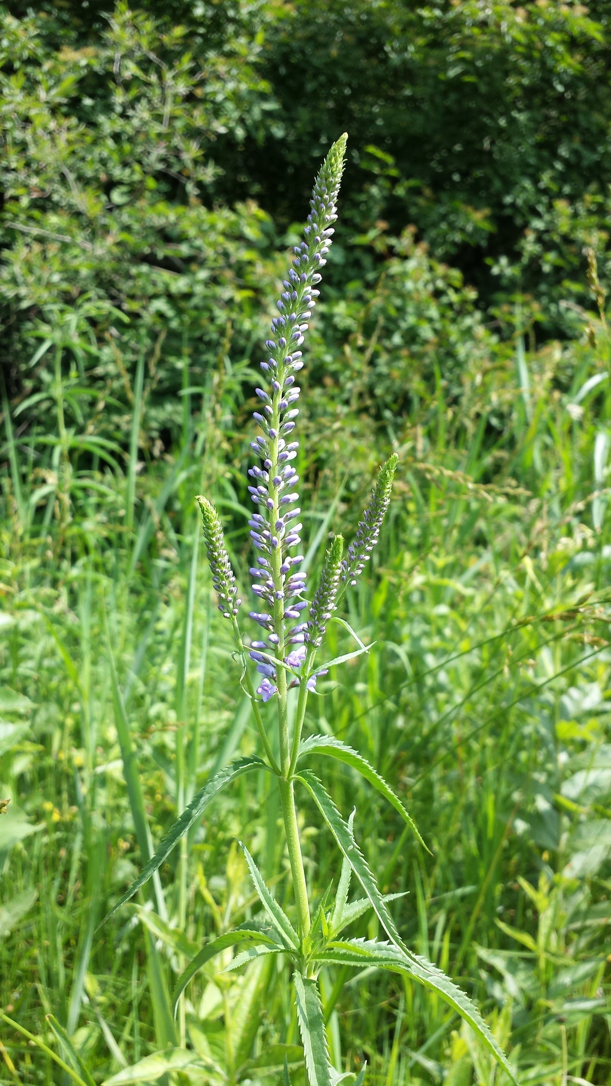 Veronica longifolia (Langblättriger Ehrenpreis)