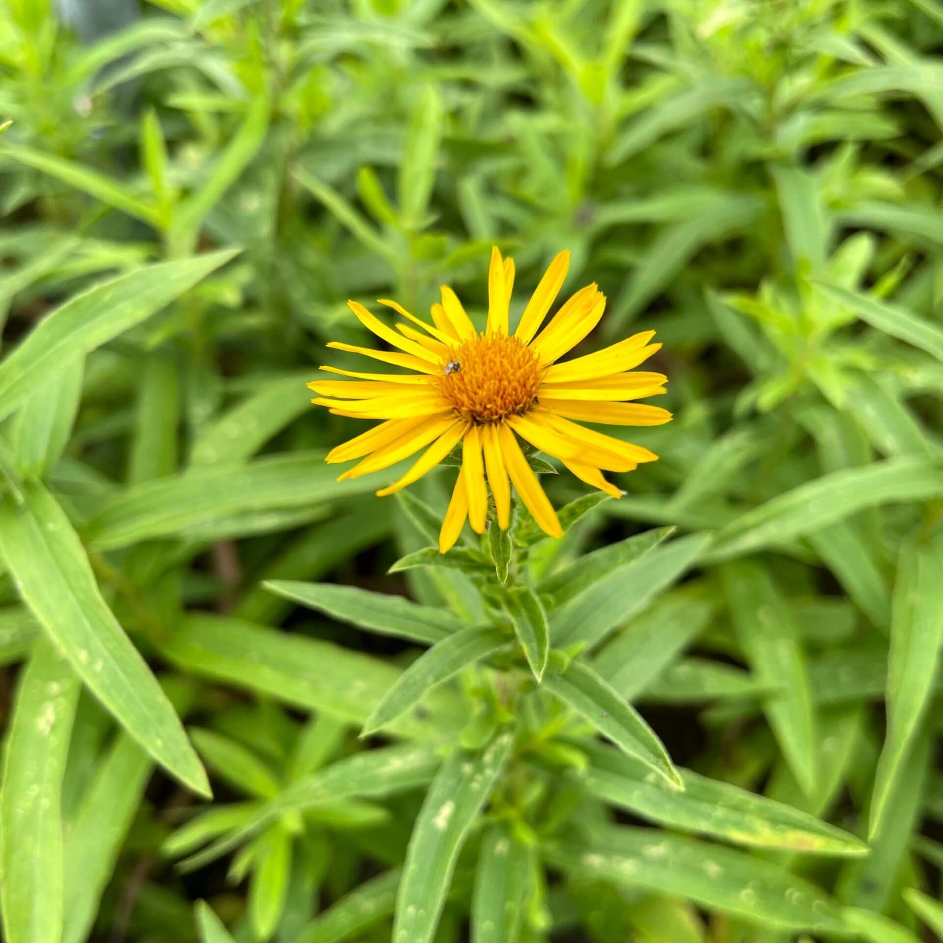 Weidenblättriger Alant