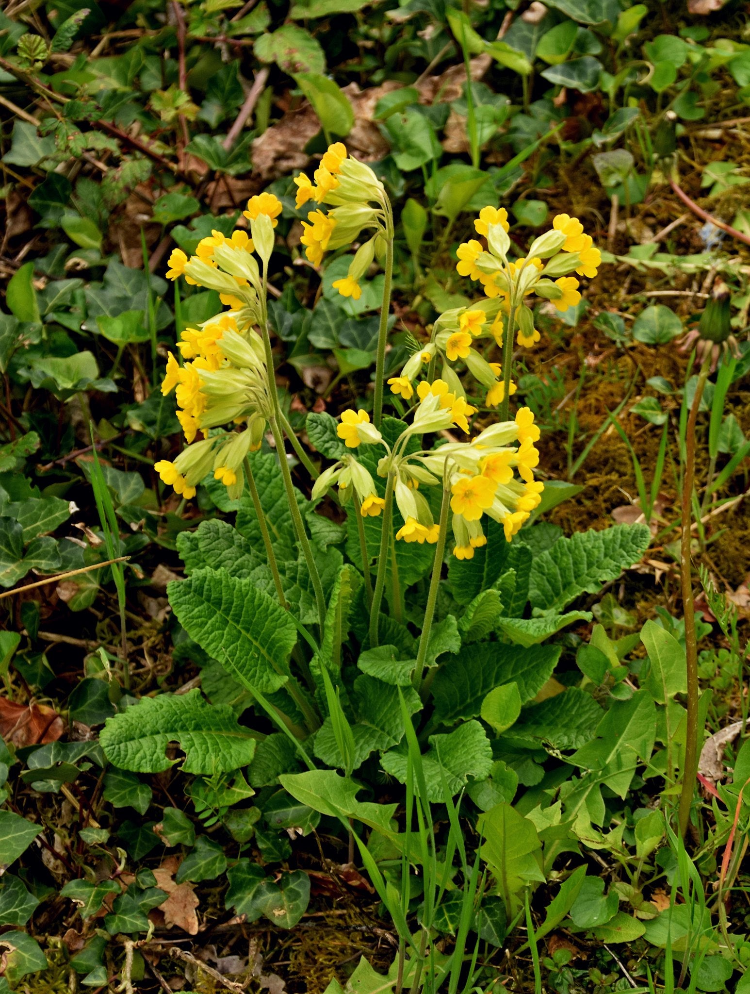 Wiesen-Schlüsselblume