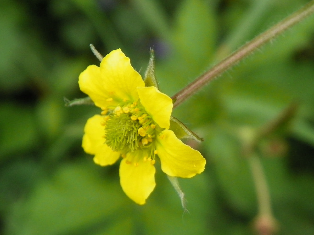 Geum urbanum (Echte Nelkenwurz)