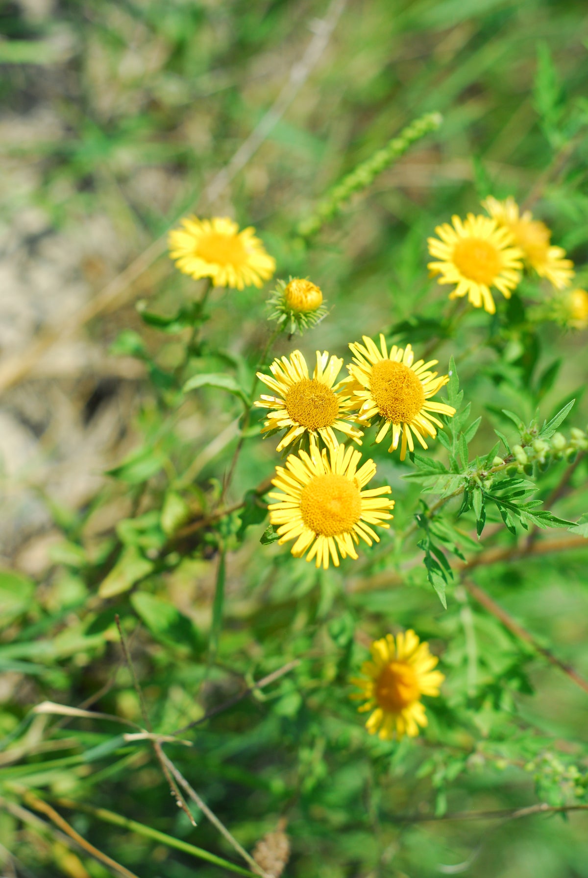 Inula britannica (Wiesen-Alant)
