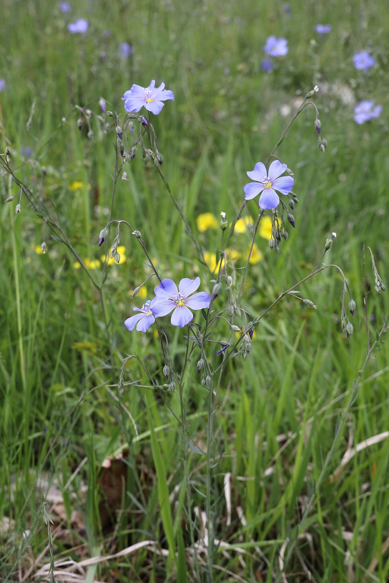 Österreichischer Lein
