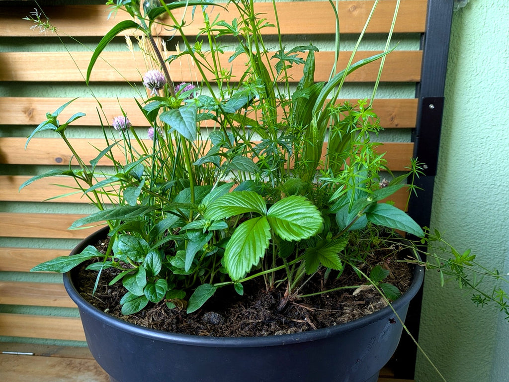 Balkon-Set: Wildkräuter & Walderdbeere