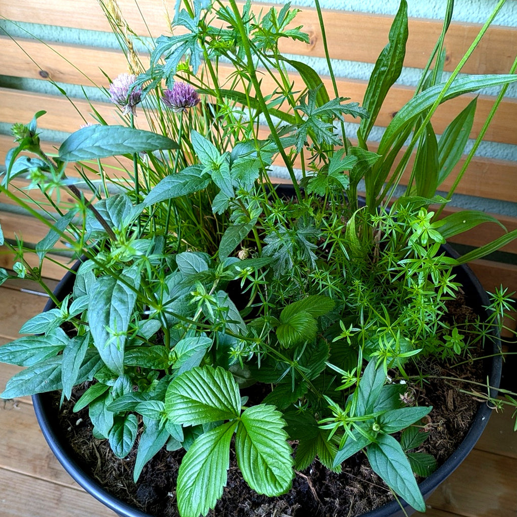 Balkon-Set: Wildkräuter & Walderdbeere