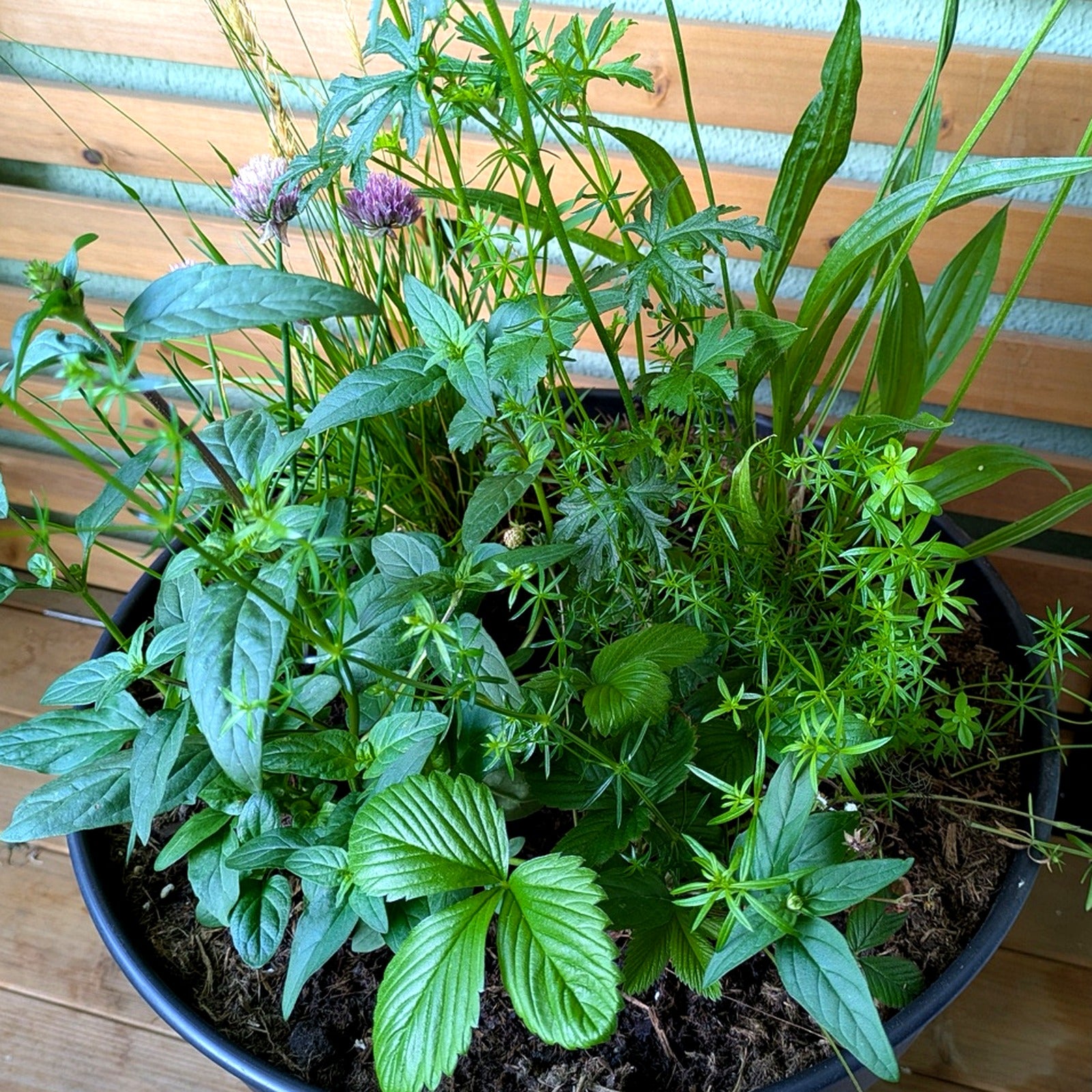 Balkon-Set: Wildkräuter & Walderdbeere