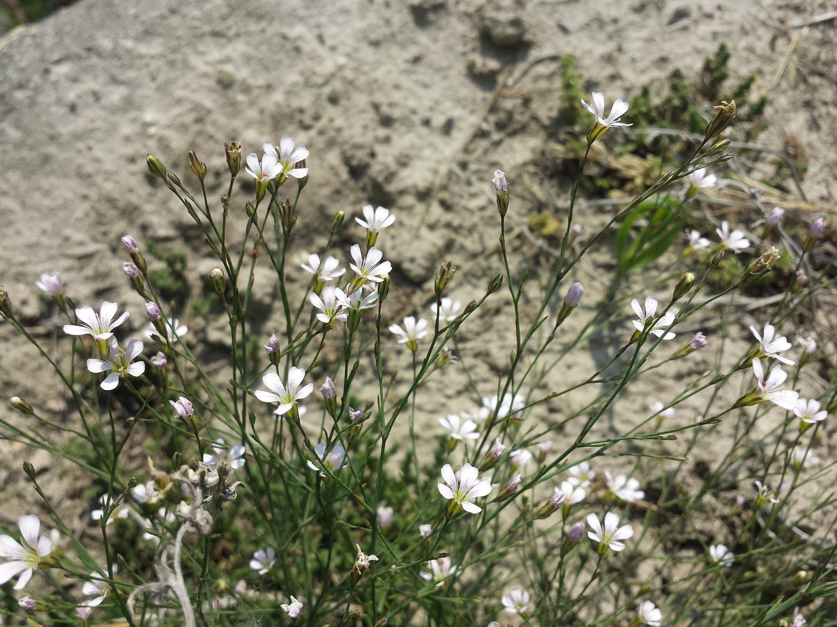 <a href="https://commons.wikimedia.org/wiki/File:Petrorhagia_saxifraga_sl18.jpg">Stefan.lefnaer</a>, <a href="https://creativecommons.org/licenses/by-sa/4.0">CC BY-SA 4.0</a>, via Wikimedia Commons